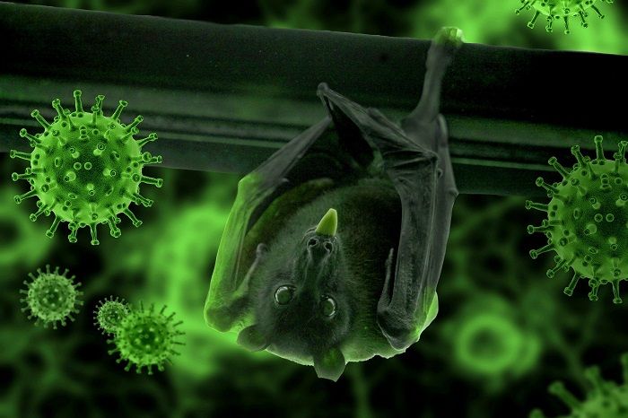 Ilustrasi Kelelawar Pembawa Virus <em>(sumber: pikiran-rakyat.com)</em>